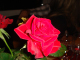 DSC02333